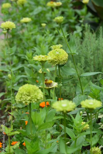 flower garden