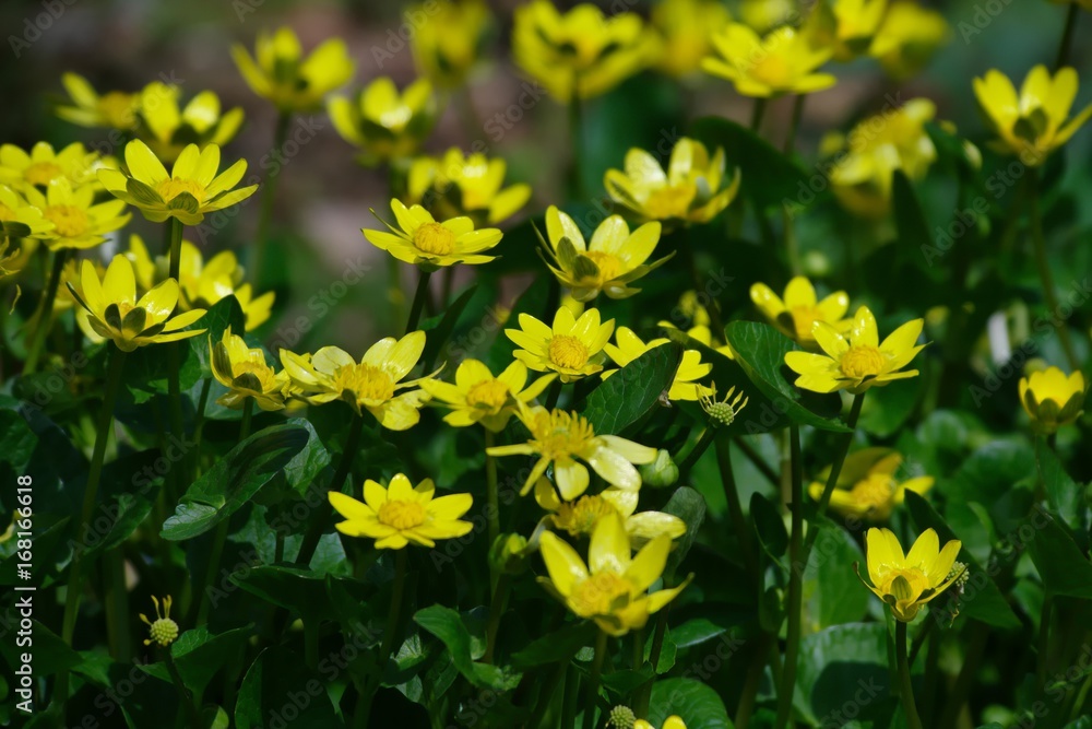 Ranunculus ficaria L. Ranunculus ficaria L.