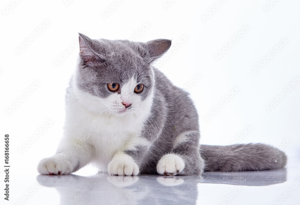 kitten on a white background