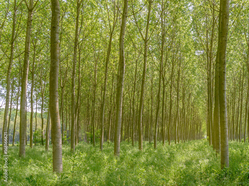 Fotografiet poplar trees plain forest trees cultivation for paper pulp Italy