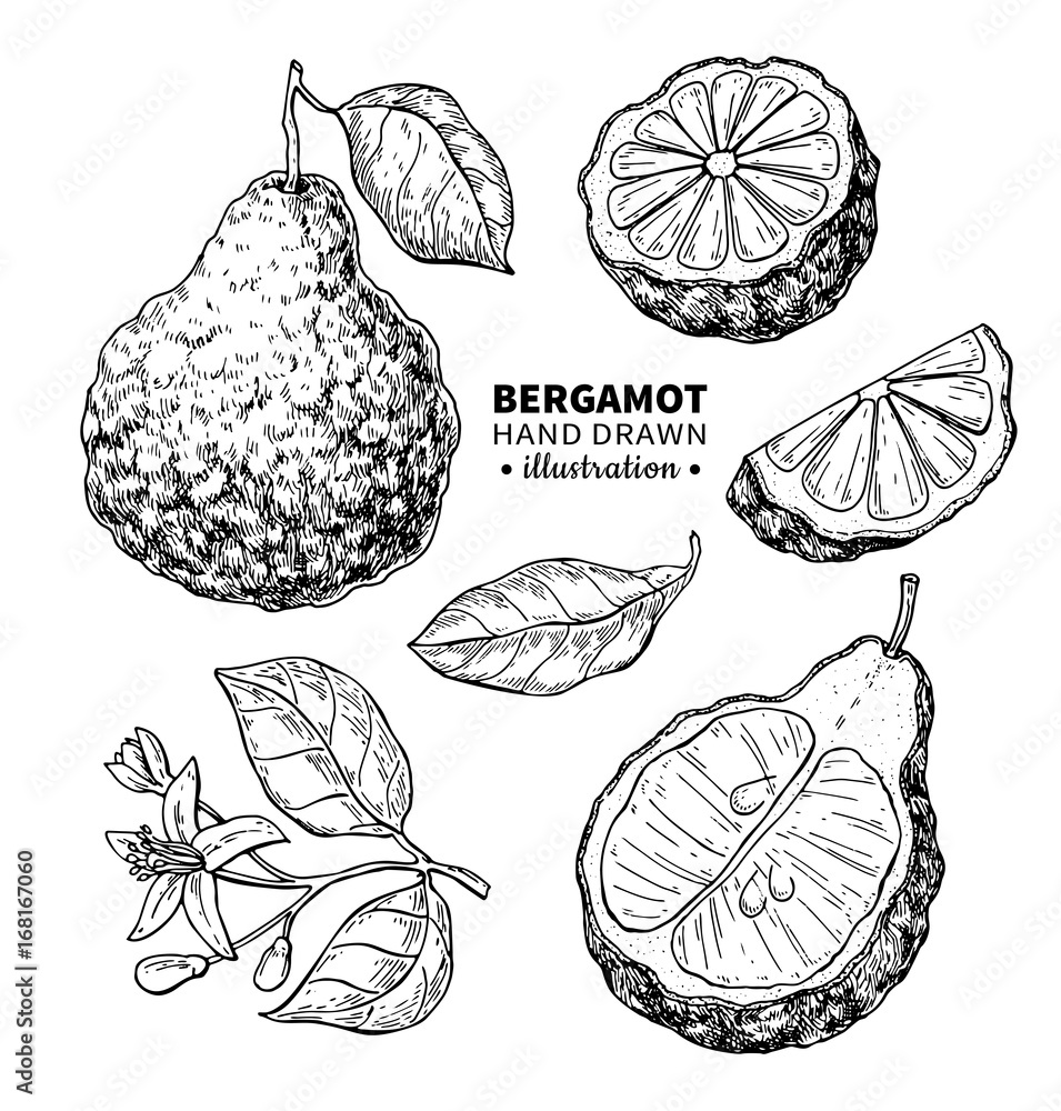 Bergamot vector drawing. Isolated vintage illustration of citrus fruit with slices. Organic food. Essential oil - obrazy, fototapety, plakaty 