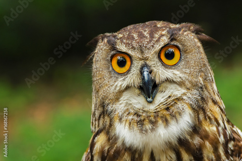 Curious European eagle-owl (bubo bubo)
