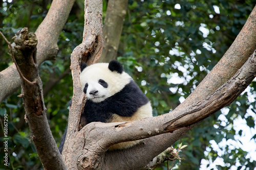 Baby Panda sleeping on the tree.