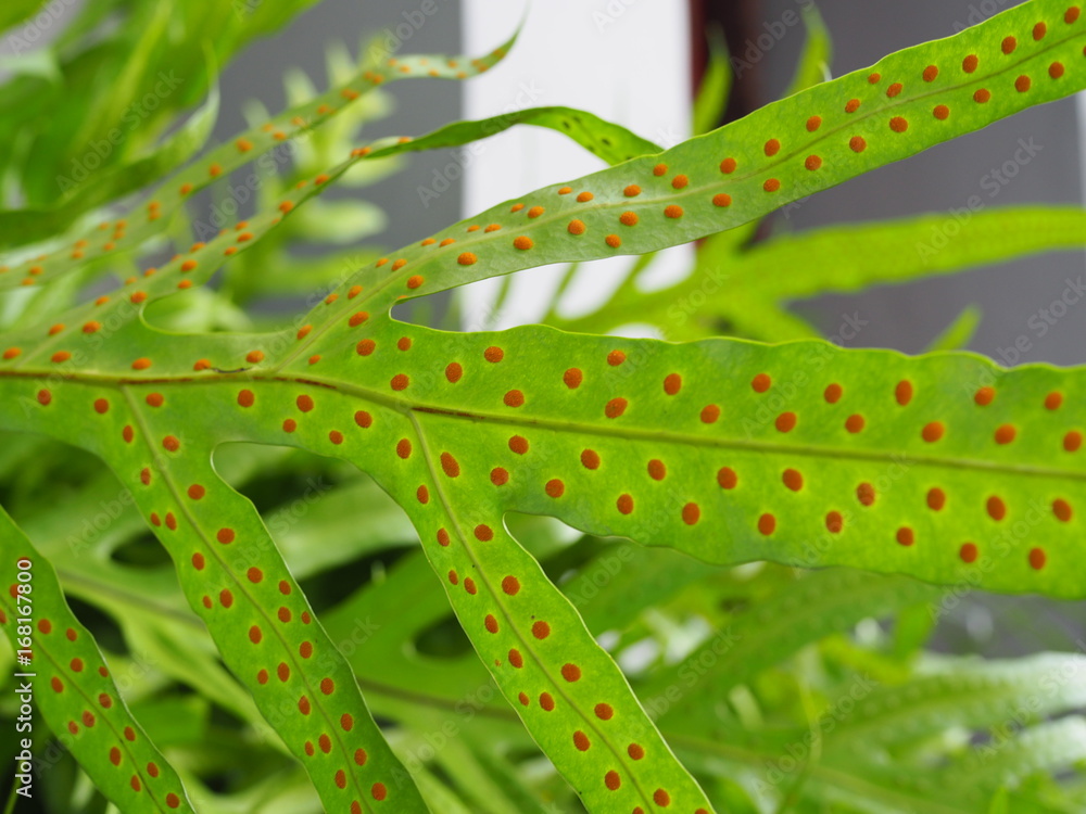 custom made wallpaper toronto digitalRed dot pattern of spore cluster, sporangium, on the back of large structure spead green fern