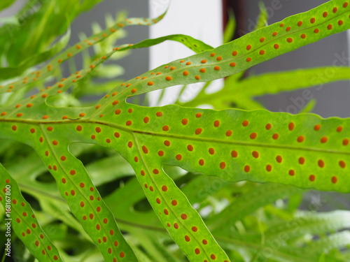 Wallpaper Mural Red dot pattern of spore cluster, sporangium, on the back of large structure spead green fern Torontodigital.ca