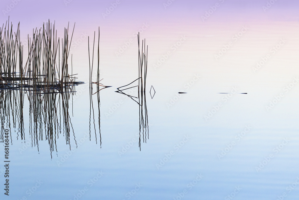Reeds reflected in the Okavango River, Botswana Reeds reflected in the Okavango River, Botswana