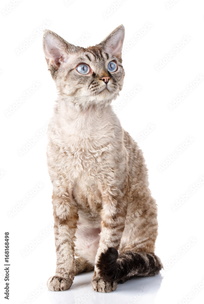 Obraz premium gray devon rex cat with big ears on white background