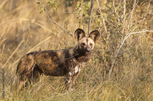 African wild dog, Botswana