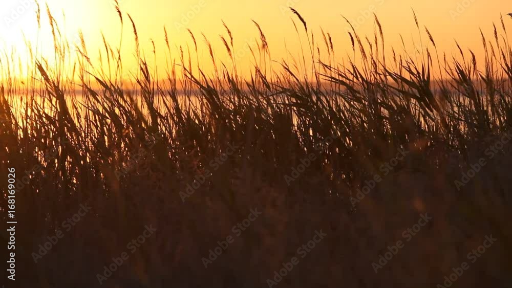 Atlantic ocean coastline with bulrush at sunset Atlantic ocean coastline with bulrush at sunset