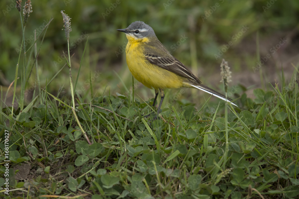 yellow wagtail yellow wagtail