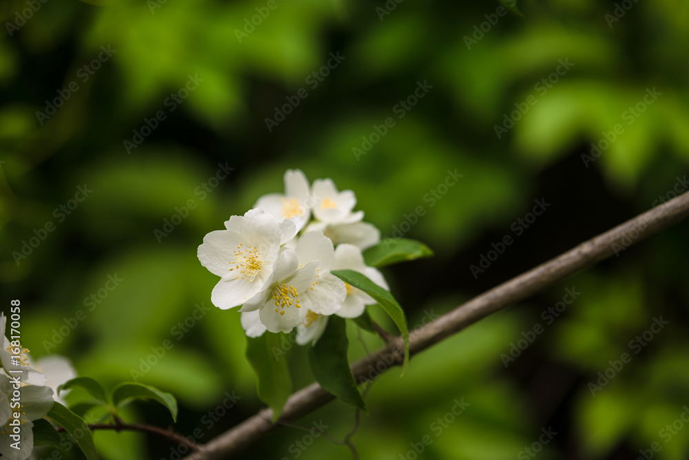 jasmine plant blooming jasmine plant blooming