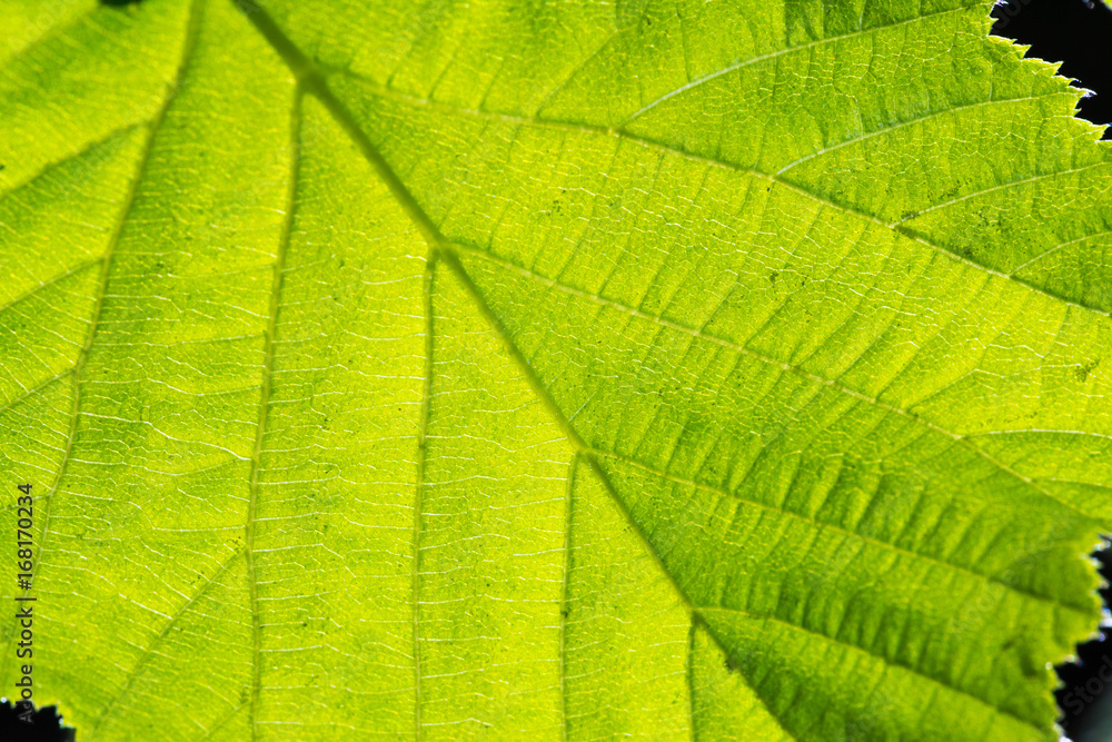 A leaf of a linden close up A leaf of a linden close up