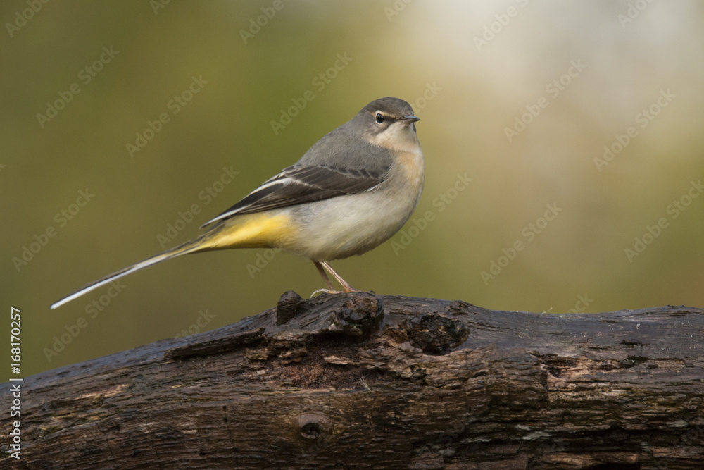 Fototapeta premium Grey wagtail