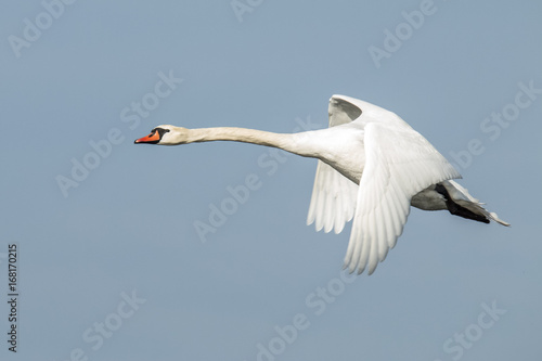 Swan (flying) photo