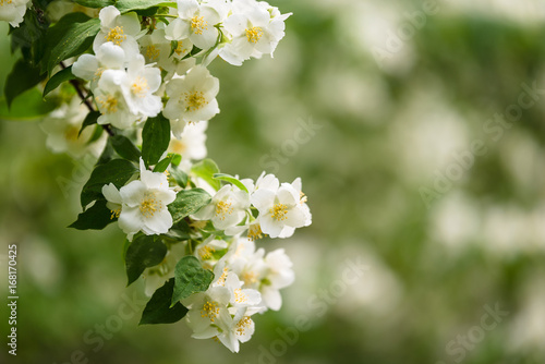 jasmine plant blooming