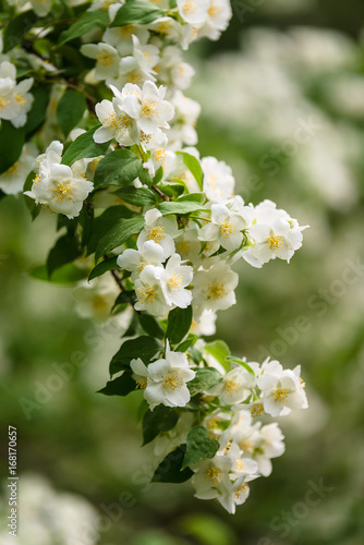Valokuva jasmine plant blooming