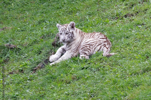 Tigre baby blanc (Panthera tigris) young animal © ViennaFrame