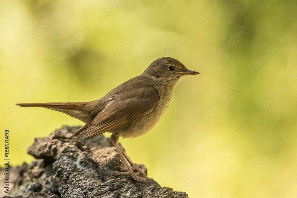 Fototapeta premium Nightingale