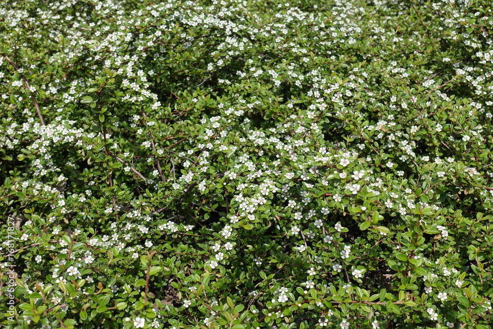 Branches of Cotoneaster horizontalis with small white flowers