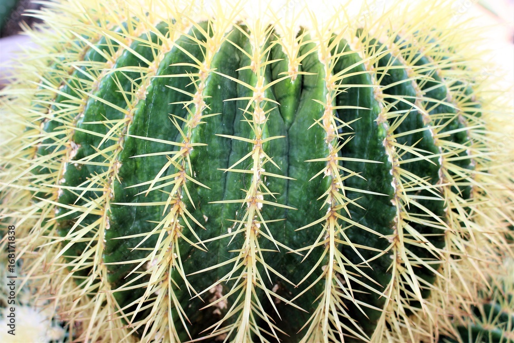 An Image of a desert cactus An Image of a desert cactus