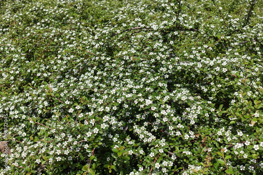 Lots of white flowers of Cotoneaster horizontalis Lots of white flowers of Cotoneaster horizontalis
