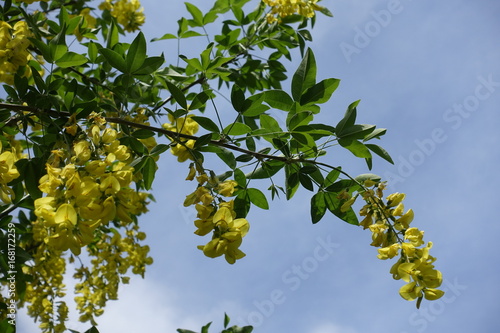 Laburnum anagyroides flowering branch against the sky