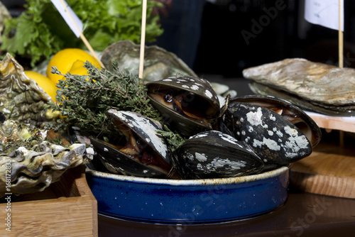 oysters, live shellfish in the shell, seafood, food