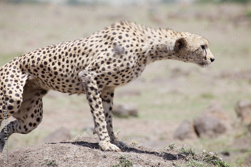 Cheetah (Acinonyx jubatus)