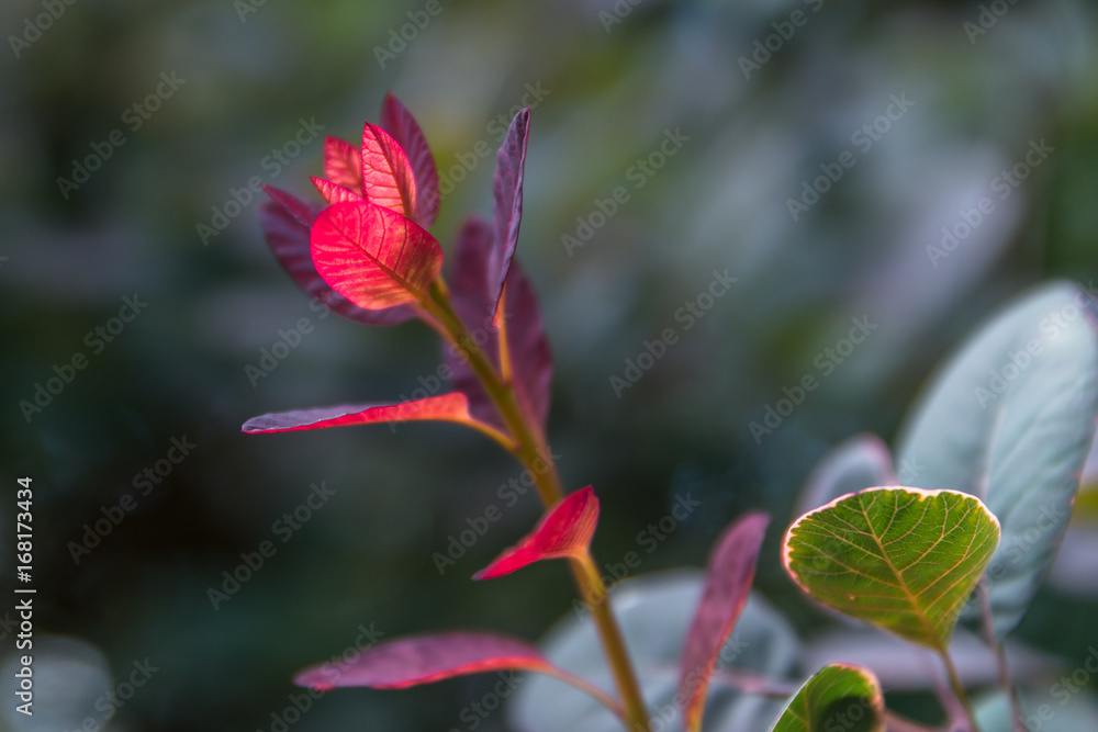 Rot verfärbte Blätter an einem Busch im Herbst Rot verfärbte Blätter an einem Busch im Herbst