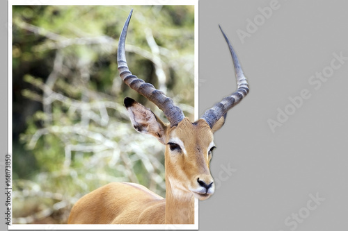 Fototapeta Naklejka Na Ścianę i Meble -  Impala ((Aepyceros melampus)