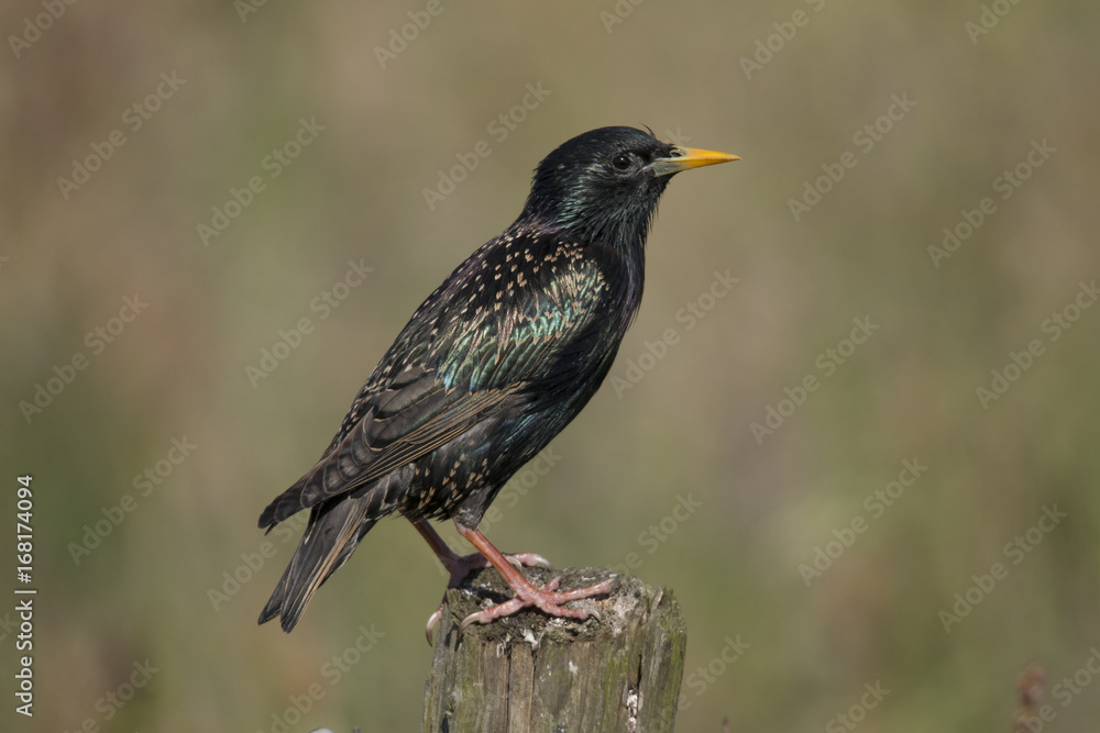 Starling Starling