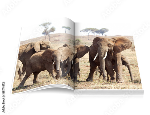 Open book with african elephant (Loxodonta africana)