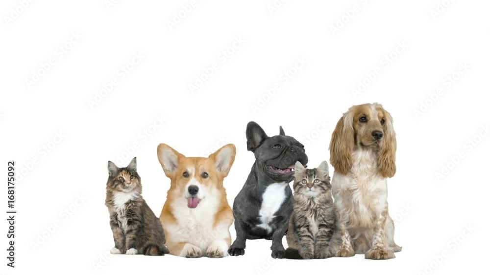 Pets on white background Pets on white background