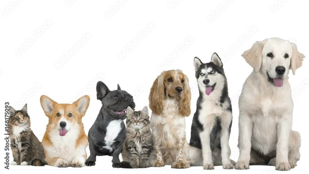 Animals on white background