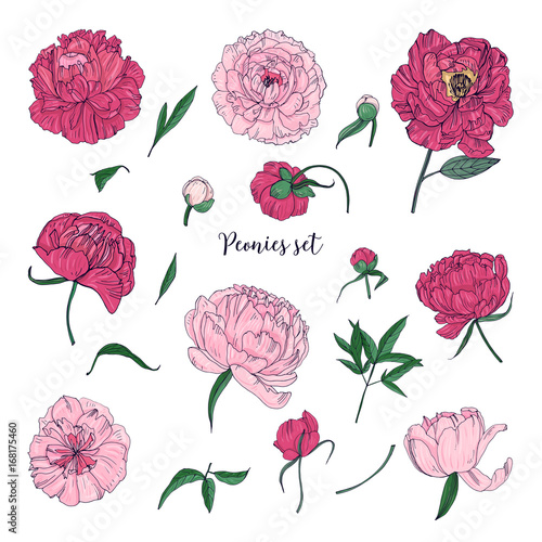 Beautiful peonies set. Hand drawn blossom flowers, buds and leaves. Colorful ...