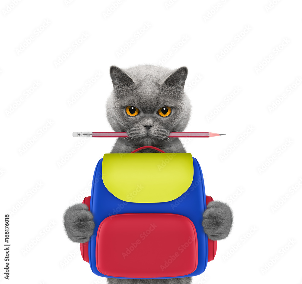 Fototapeta premium obedience school - cat with bag isolated on white