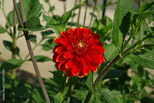 Dahlia rouge au jardin en été