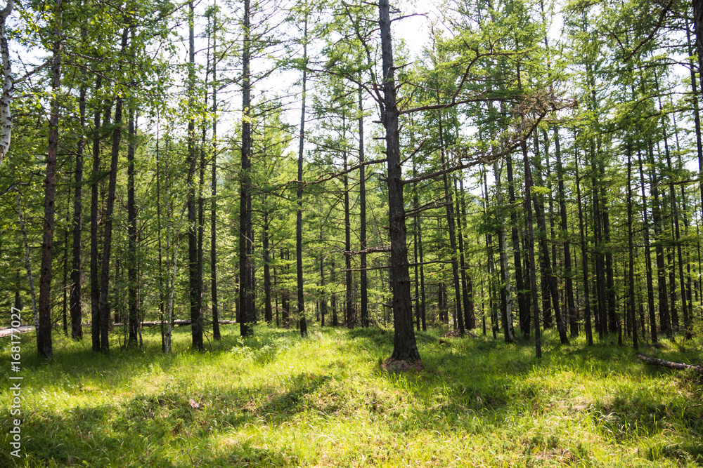 Obraz premium Summer forest