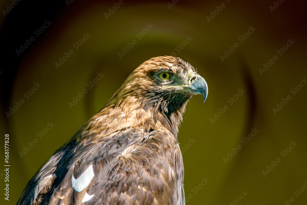 Fototapeta premium large bird of prey