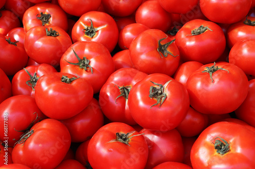 Closeup of bright fresh hand-picked red tomatoes