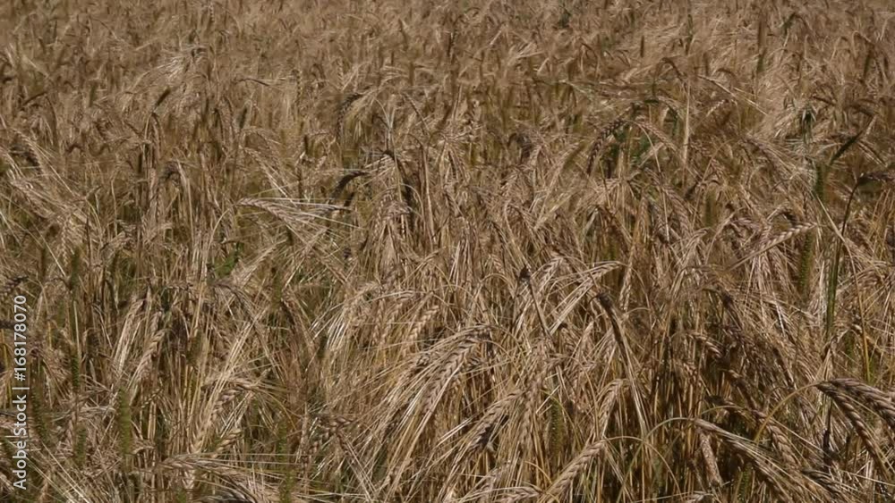 Spikes of wheat are swaying in the wind. Harvest on the field of wheat.
Spikes of wheat are swaying in the wind. Harvest on the field of wheat.