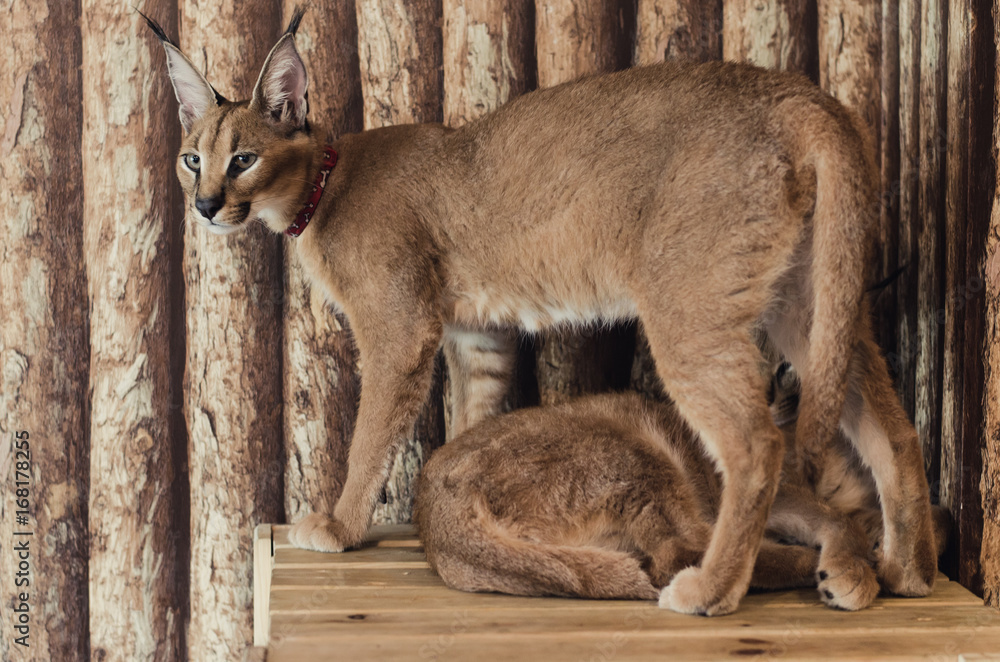 Naklejka premium caracal cat
