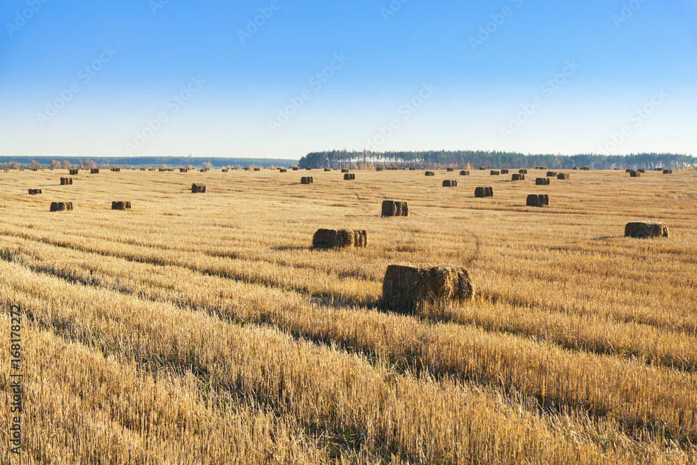 Bales of hay scattered around on field