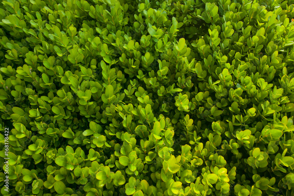 Green bush texture, background of leaves. Green bush texture, background of leaves.