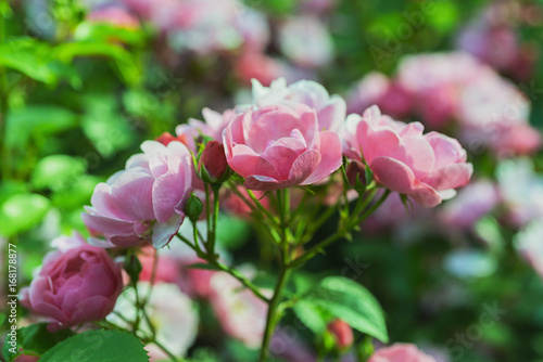Wallpaper Mural Rose bloom in the park Torontodigital.ca