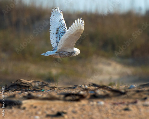 Snony Owl in Flight