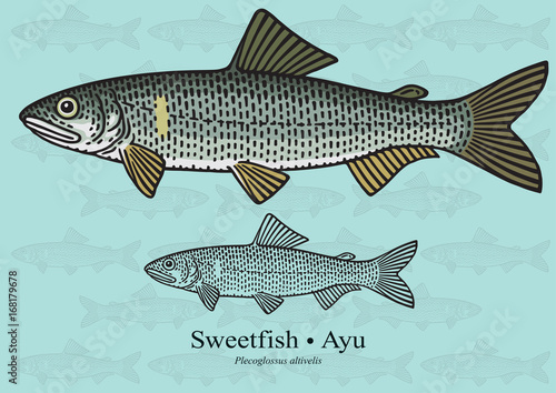 Sweetfish, Ayu. Vector illustration for artwork in small sizes. Suitable for graphic and packaging design, educational examples, web, etc.