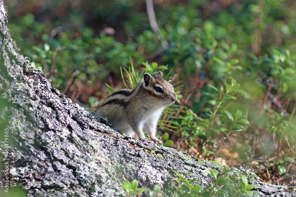 Tamias sibiricus asiaticus. Chipmunk looks because of the cedar Tamias sibiricus asiaticus. Chipmunk looks because of the cedar
