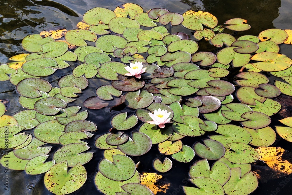 An Image of a water lily - flower An Image of a water lily - flower