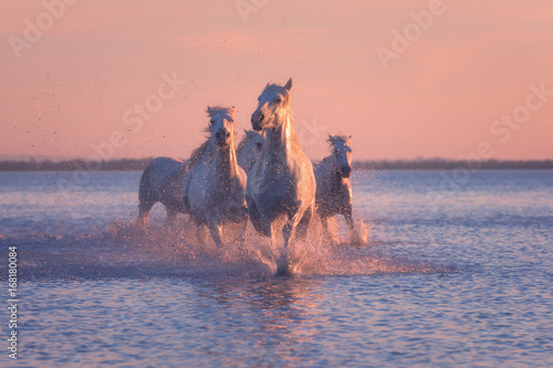 White horses run gallop in the water at soft pink sunset light, National park Camargue, Bouches-du-rhone department, Provence - Alpes - Cote d'Azur region, south France